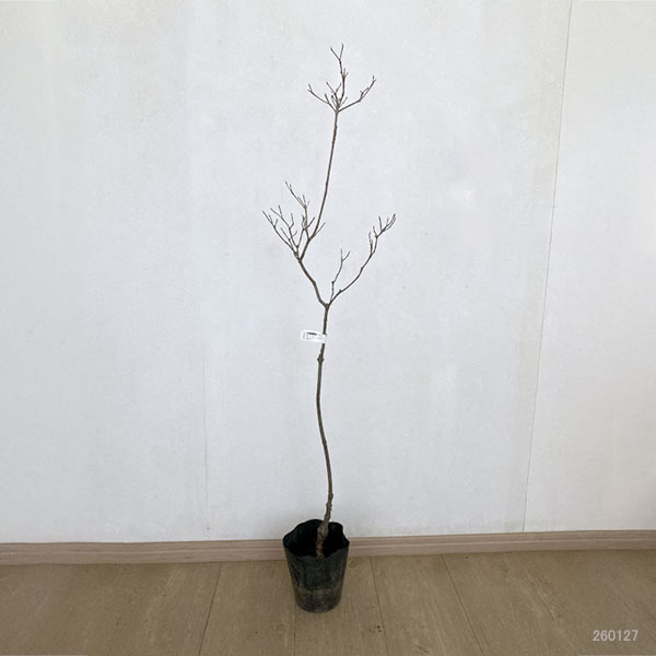 ハナミズキ（ハイブリッド）：コンストレーション5号ポット