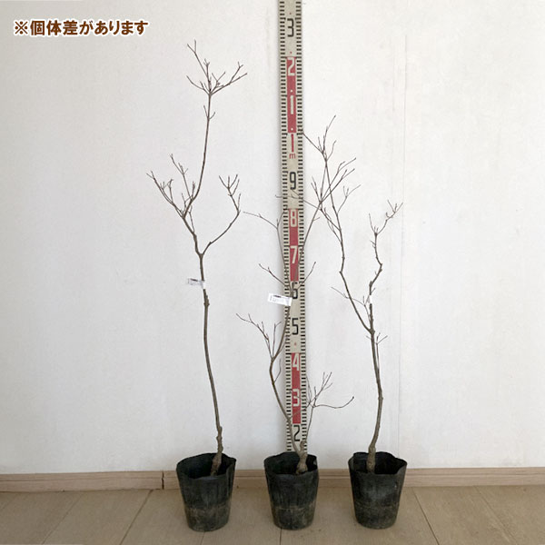 ハナミズキ（ハイブリッド）：コンストレーション5号ポット