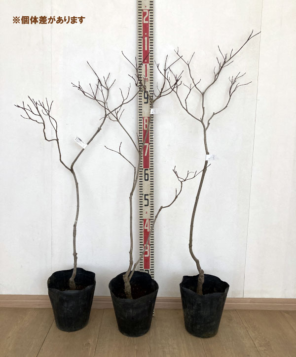 ハナミズキ：レッドビューティー6号ポット