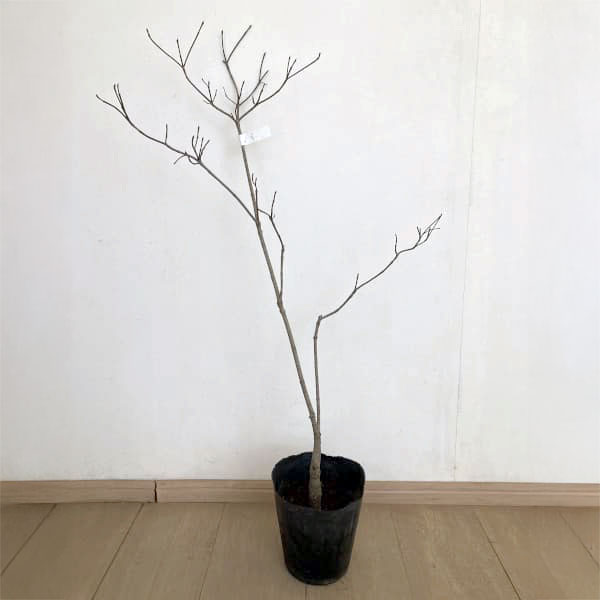 ハナミズキ：レッドビューティー6号ポット