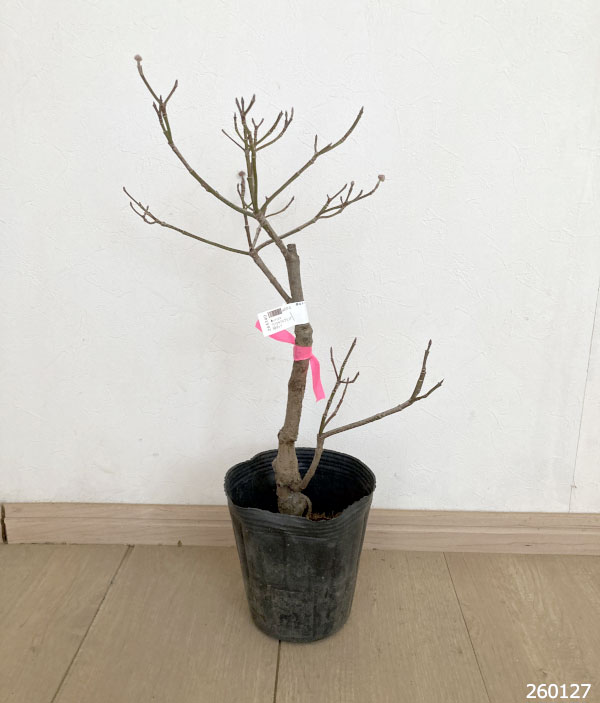 ハナミズキ：アパラチアスプリング5号ポット