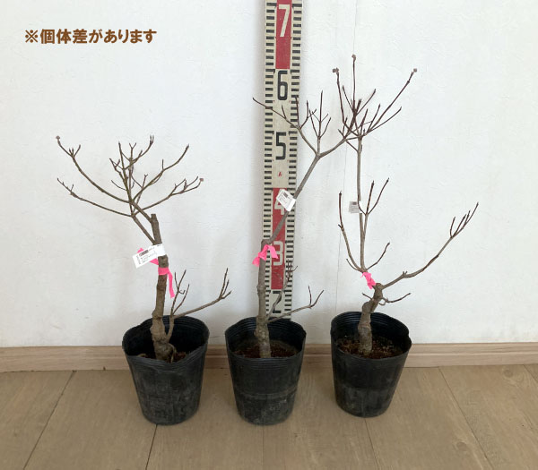 ハナミズキ：アパラチアスプリング5号ポット