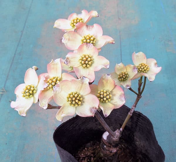 ハナミズキ：リトルプリンセス5号ポット