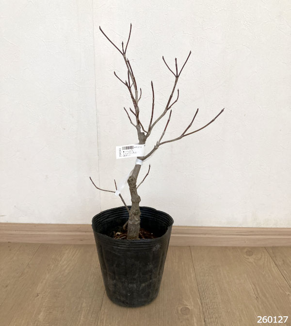 ハナミズキ：リトルプリンセス5号ポット