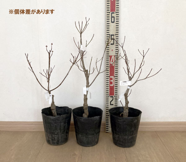 ハナミズキ：リトルプリンセス5号ポット