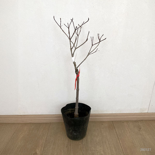 ハナミズキ:レッドピグミー®(高接物)5号ポット