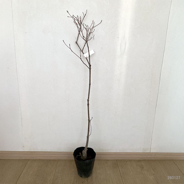 ヤマボウシ:マウンテンブーケ4号ポット