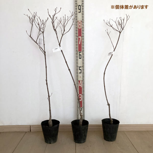 ヤマボウシ:マウンテンブーケ4号ポット