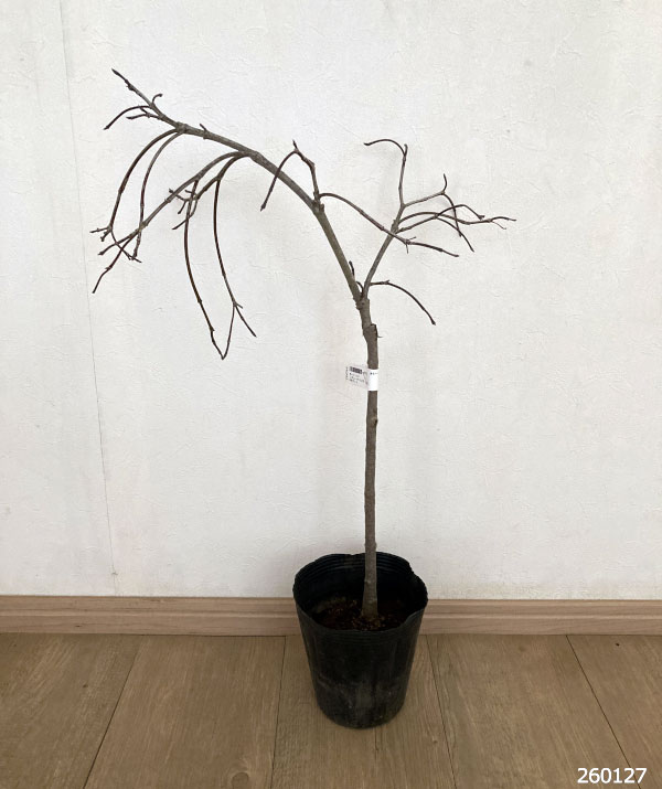 ハナミズキ：シダレハナミズキ（白花）5号ポット