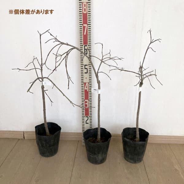 ハナミズキ：シダレハナミズキ（白花）5号ポット