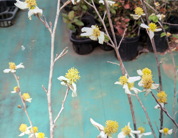 パロティオプシス：ジャックモンティアナ6号ポット