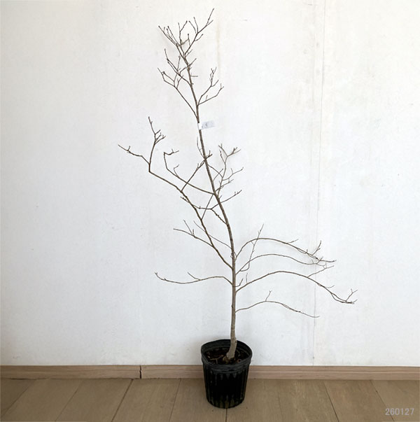 パロティオプシス：ジャックモンティアナ6号ポット