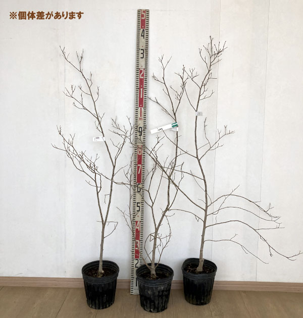 パロティオプシス：ジャックモンティアナ6号ポット