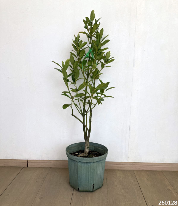 タラヨウ：斑入り7号ポット