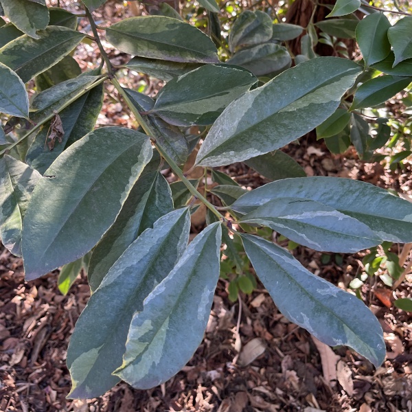 タラヨウ：斑入り7号ポット