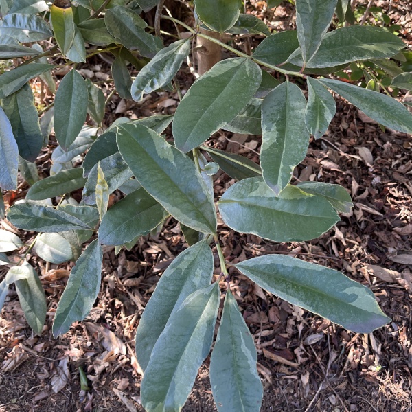 タラヨウ：斑入り7号ポット