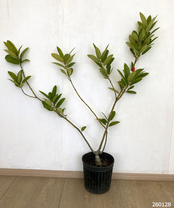 タラヨウ：イッサイタラヨウ（一才たらよう）7号ポット