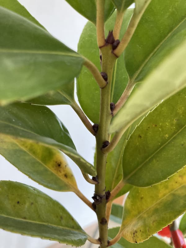 タラヨウ：イッサイタラヨウ（一才たらよう）7号ポット