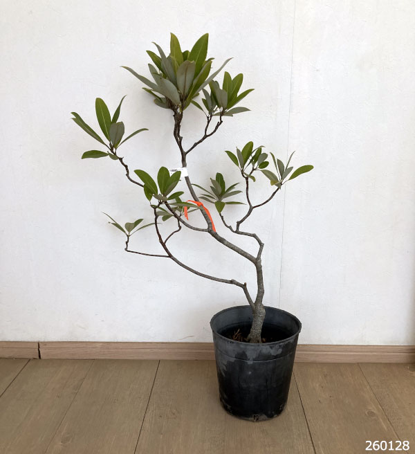 ヒメタイサンボク：：グリーンシャドー7号ポット