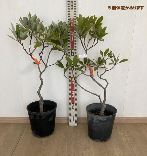 ヒメタイサンボク：：グリーンシャドー7号ポット