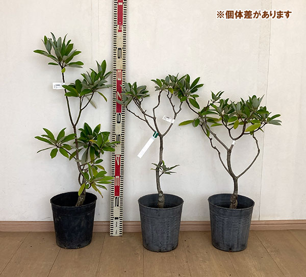 ヒメタイサンボク::グリーンシャドー7号ポット