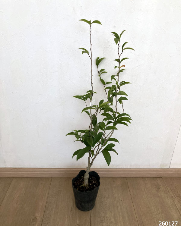 オガタマノキ：ステラルビー4号ポット[印象的な紫紅色花のカラタネオガタマの仲間 芳香あり！]