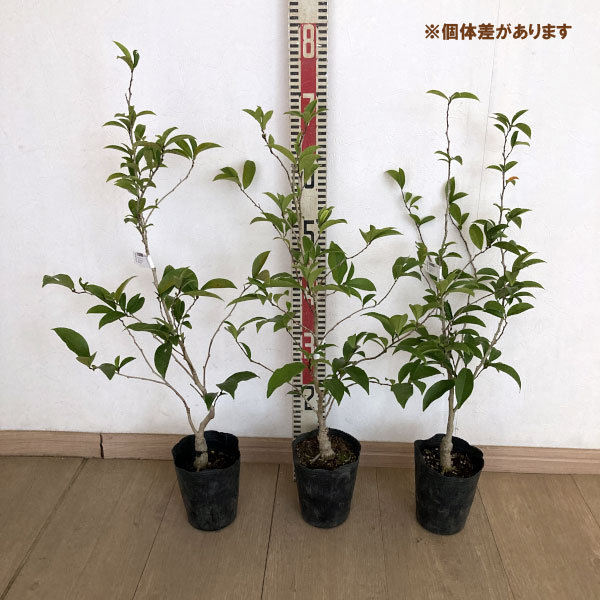 オガタマノキ：ステラルビー4号ポット[印象的な紫紅色花のカラタネオガタマの仲間 芳香あり！]