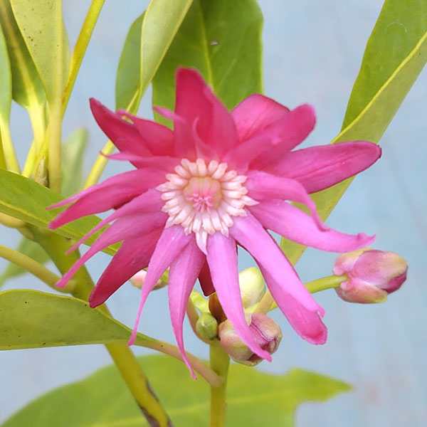 イリシウム:ハレーズコメット4号ポット