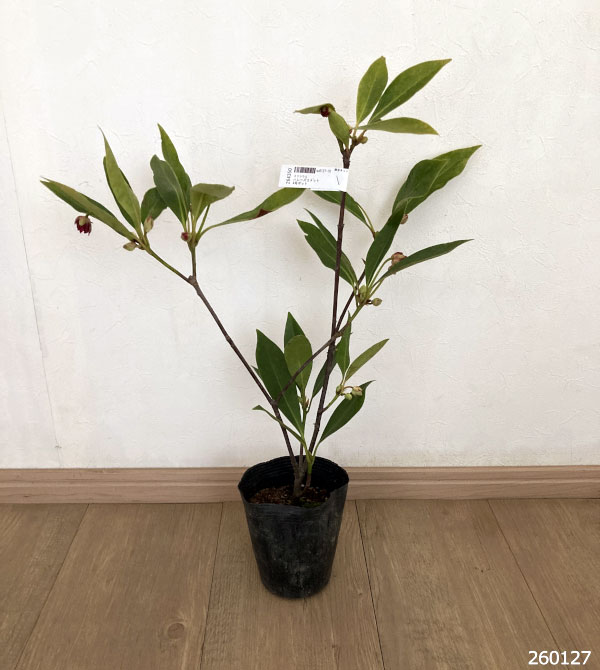 イリシウム:ハレーズコメット4号ポット