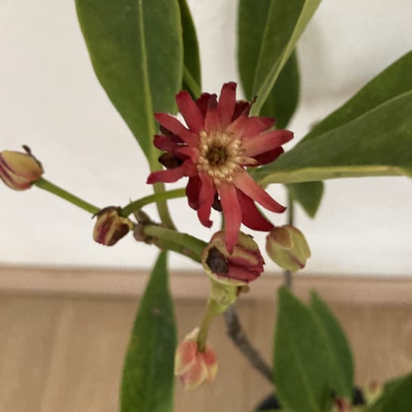 イリシウム:ハレーズコメット4号ポット