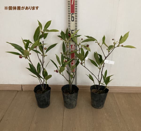 イリシウム:ハレーズコメット4号ポット