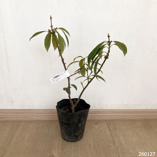 イリシウム：ランセオラツム4号ポット