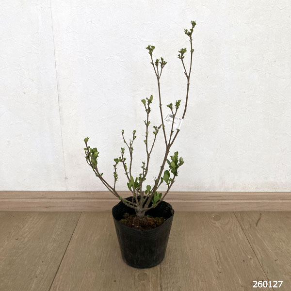 クチナシ：一寸法師（イッスンボウシ）4号ポット