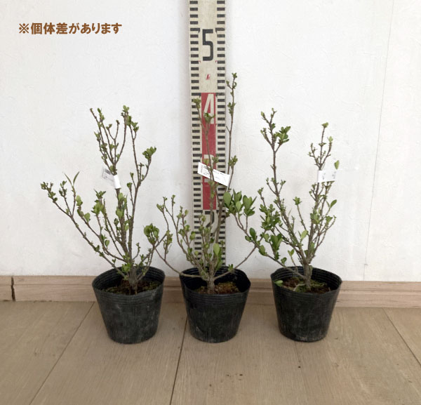 クチナシ：一寸法師（イッスンボウシ）4号ポット