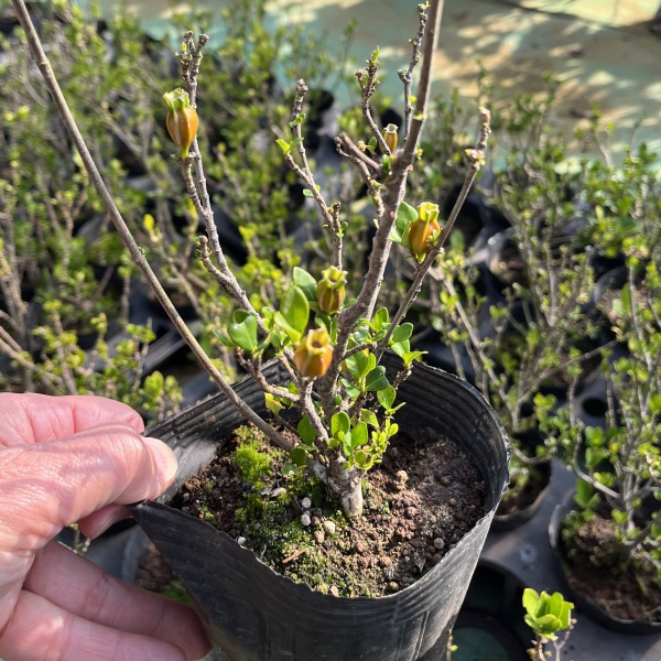 クチナシ：一寸法師（イッスンボウシ）4号ポット