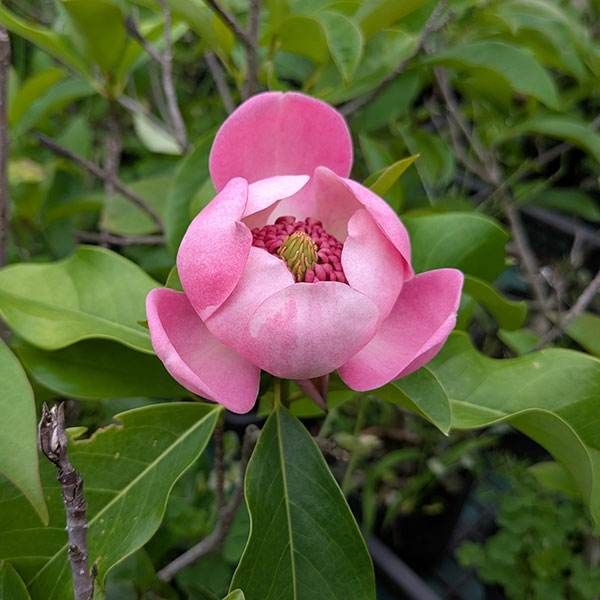 マグノリア(オオヤマレンゲ):オオヤマローズ5号ポット