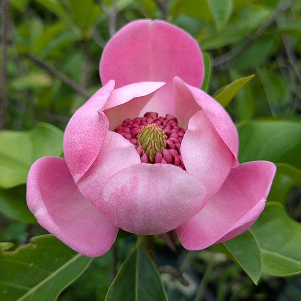 マグノリア(オオヤマレンゲ):オオヤマローズ5号ポット