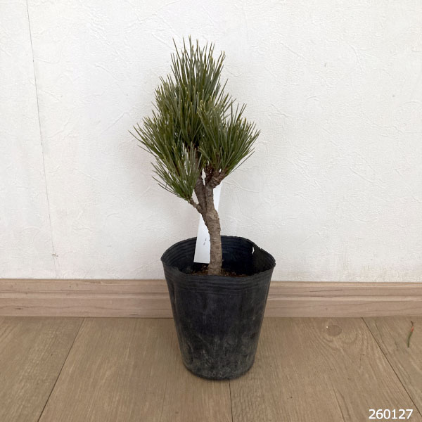 マツ（松）：キャンベラ コンパクタグラウカ4号ポット