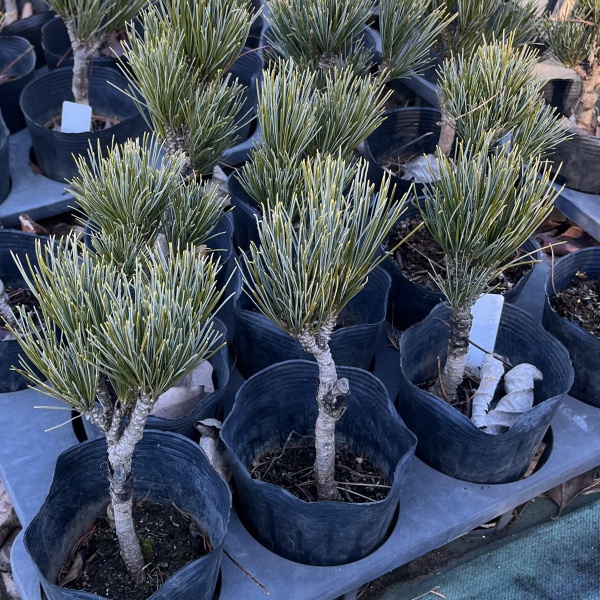 マツ（松）：キャンベラ コンパクタグラウカ4号ポット