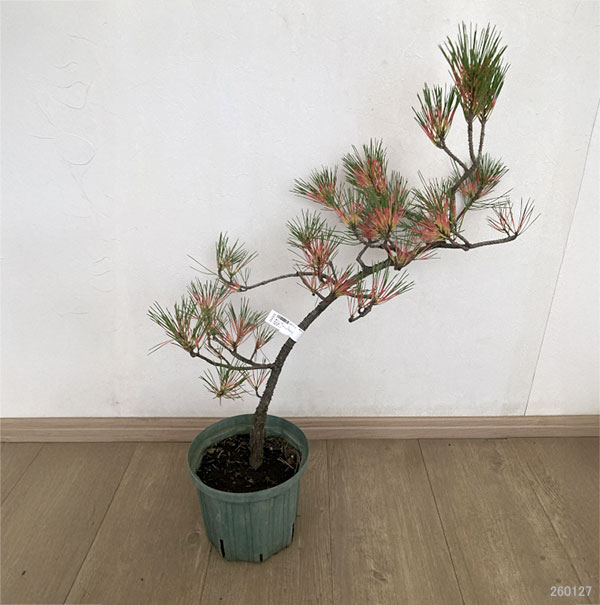 マツ(松):紅孔雀 (ベニクジャク)6号ポット