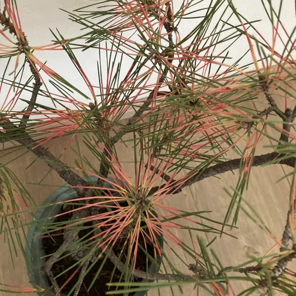 マツ(松):紅孔雀 (ベニクジャク)6号ポット