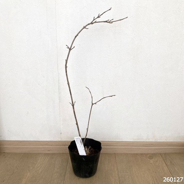 オオデマリ（ビバーナム）：ジェミニ4-5号ポット