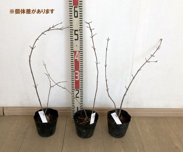 オオデマリ（ビバーナム）：ジェミニ4-5号ポット