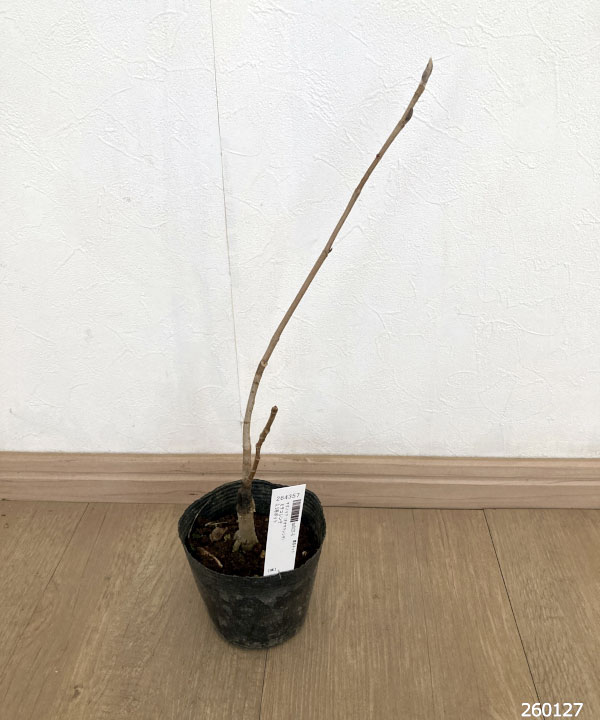 マグノリア（オオヤマレンゲ）：ミチコレンゲ3.5号ポット