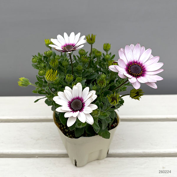 オステオスペルマム：フラワーパワー ホワイトパープル3.5号ポット