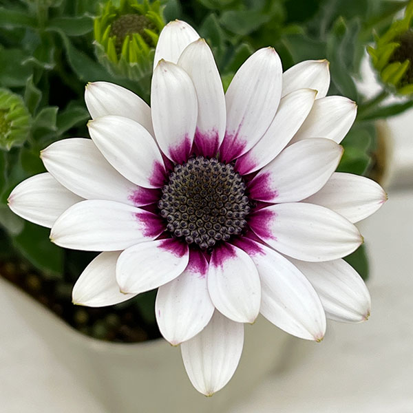 オステオスペルマム：フラワーパワー ホワイトパープル3.5号ポット