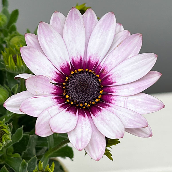 オステオスペルマム：フラワーパワー ホワイトパープル3.5号ポット