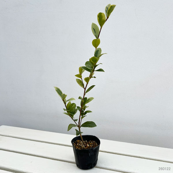 サザンカ:翁衣(オキナゴロモ)3号ポット