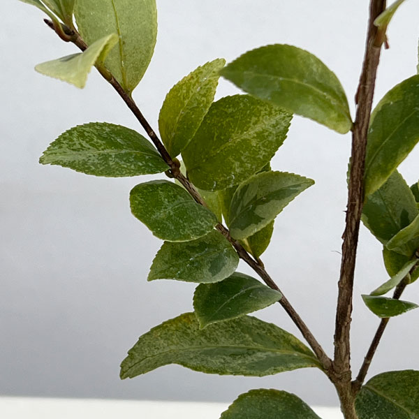 サザンカ:翁衣(オキナゴロモ)3号ポット