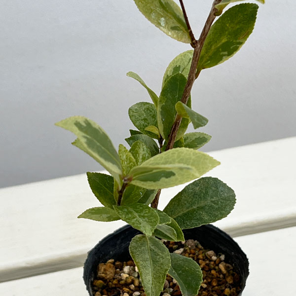 サザンカ:翁衣(オキナゴロモ)3号ポット